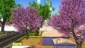 Cherry Trees 1.0